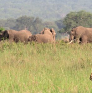 Tanzanya – Mikumi Milli Parkı ve Safari