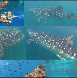 Mafia Adası – Balina Köpekbalığı ve Chole Körfezinde Snorkel