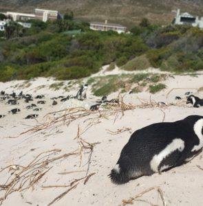 Cape Town – Penguenler, Ümit Burnu ve Muizenberg Plajı