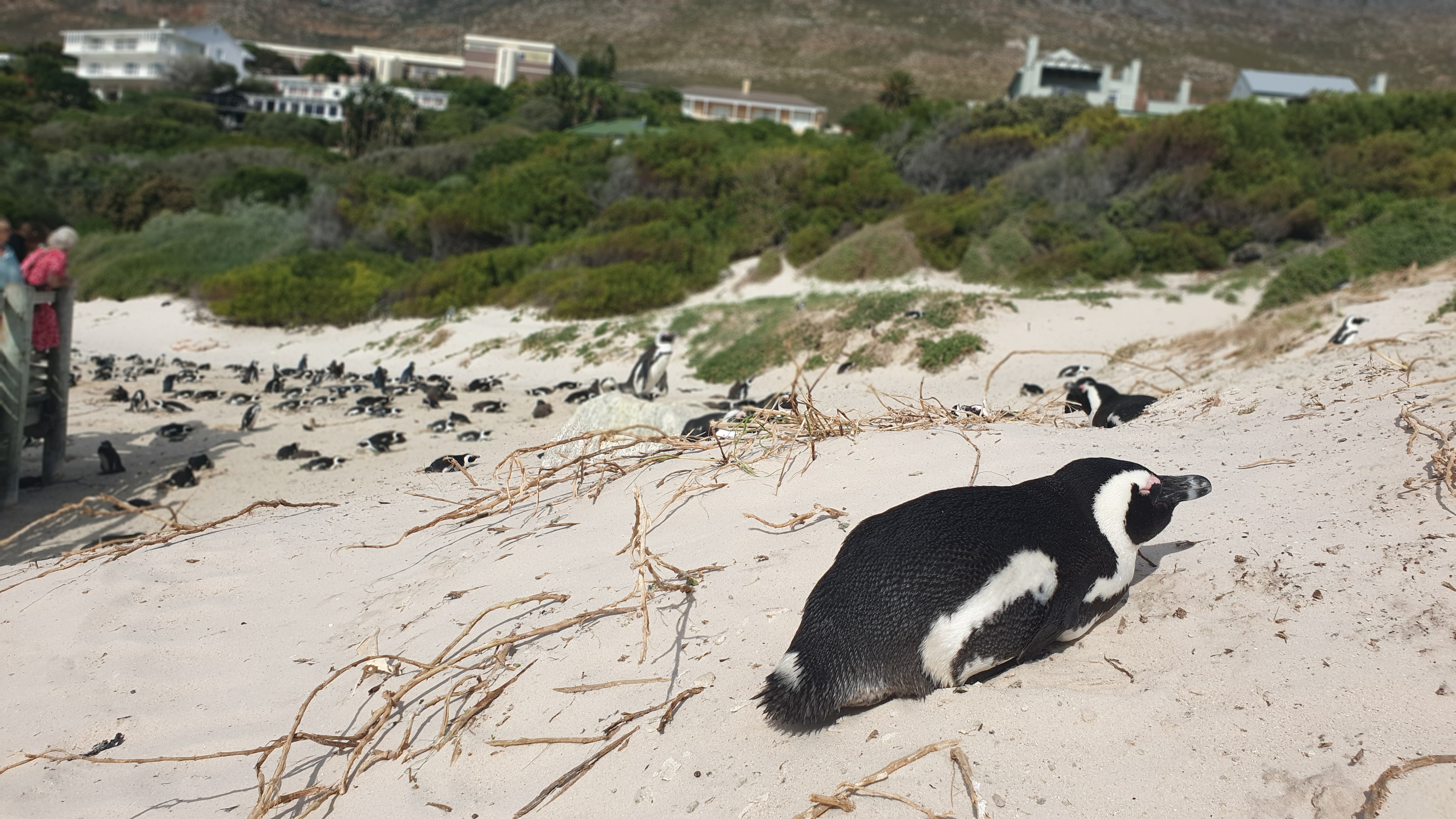 Cape Town – Penguenler, Ümit Burnu ve Muizenberg Plajı