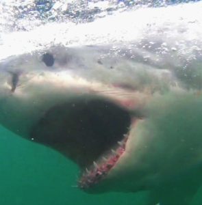 Cape Town – Büyük Beyaz Köpekbalığı Kafes Dalışı