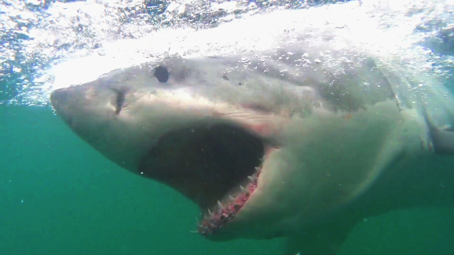Cape Town – Büyük Beyaz Köpekbalığı Kafes Dalışı